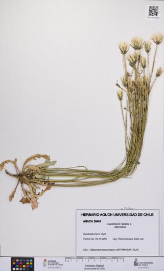 Hypochaeris radicata [Espécimen: UCH:AGUCH:0026401]