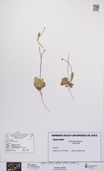 Hypochaeris glabra [Espécimen: UCH:AGUCH:0026407]