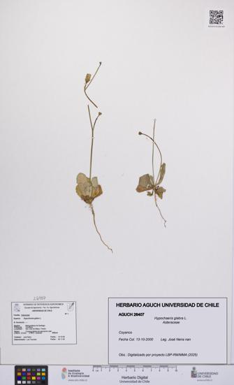 Hypochaeris glabra [Espécimen: UCH:AGUCH:0026407]
