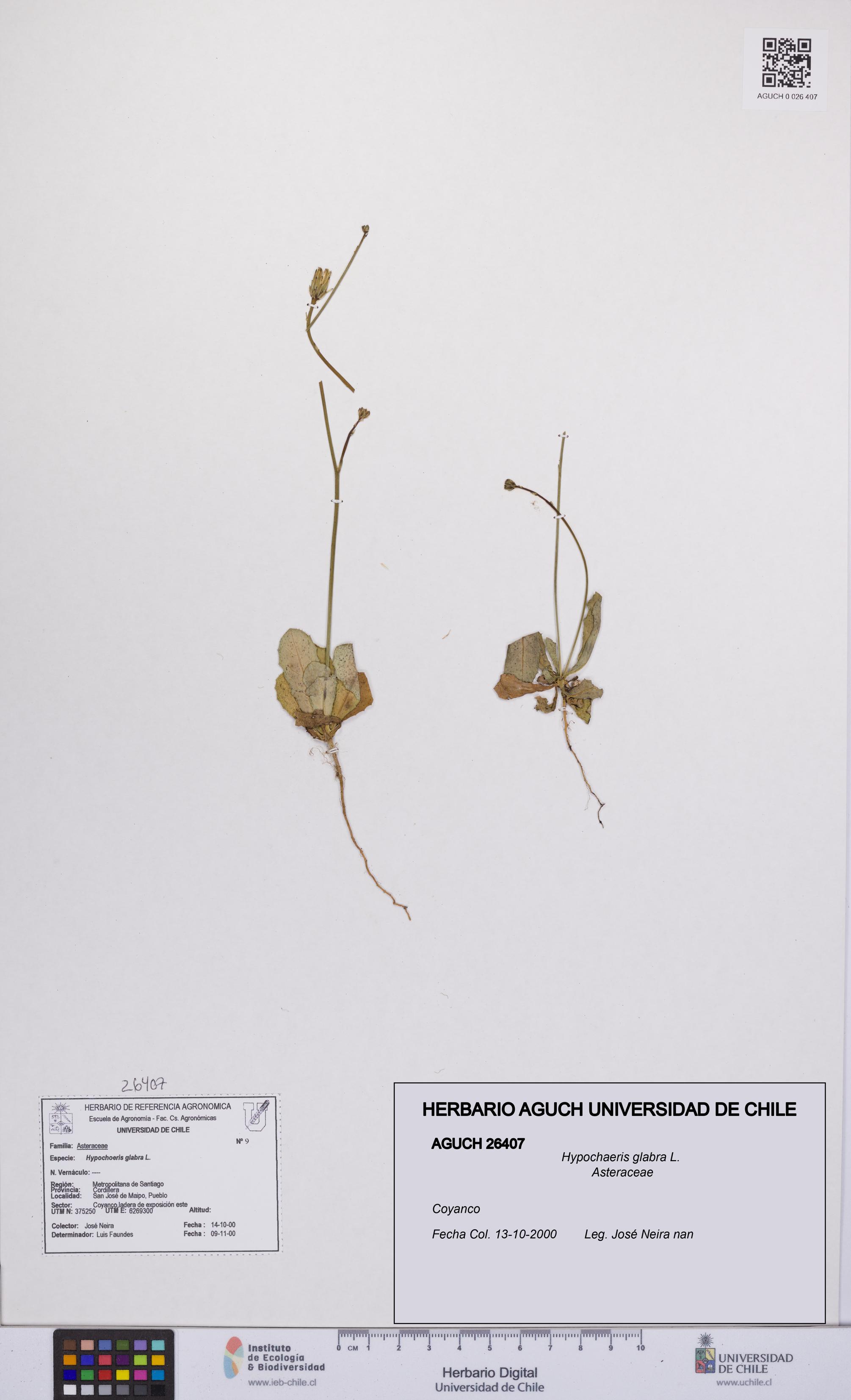 Hypochaeris glabra [Espécimen: UCH:AGUCH:0026407]