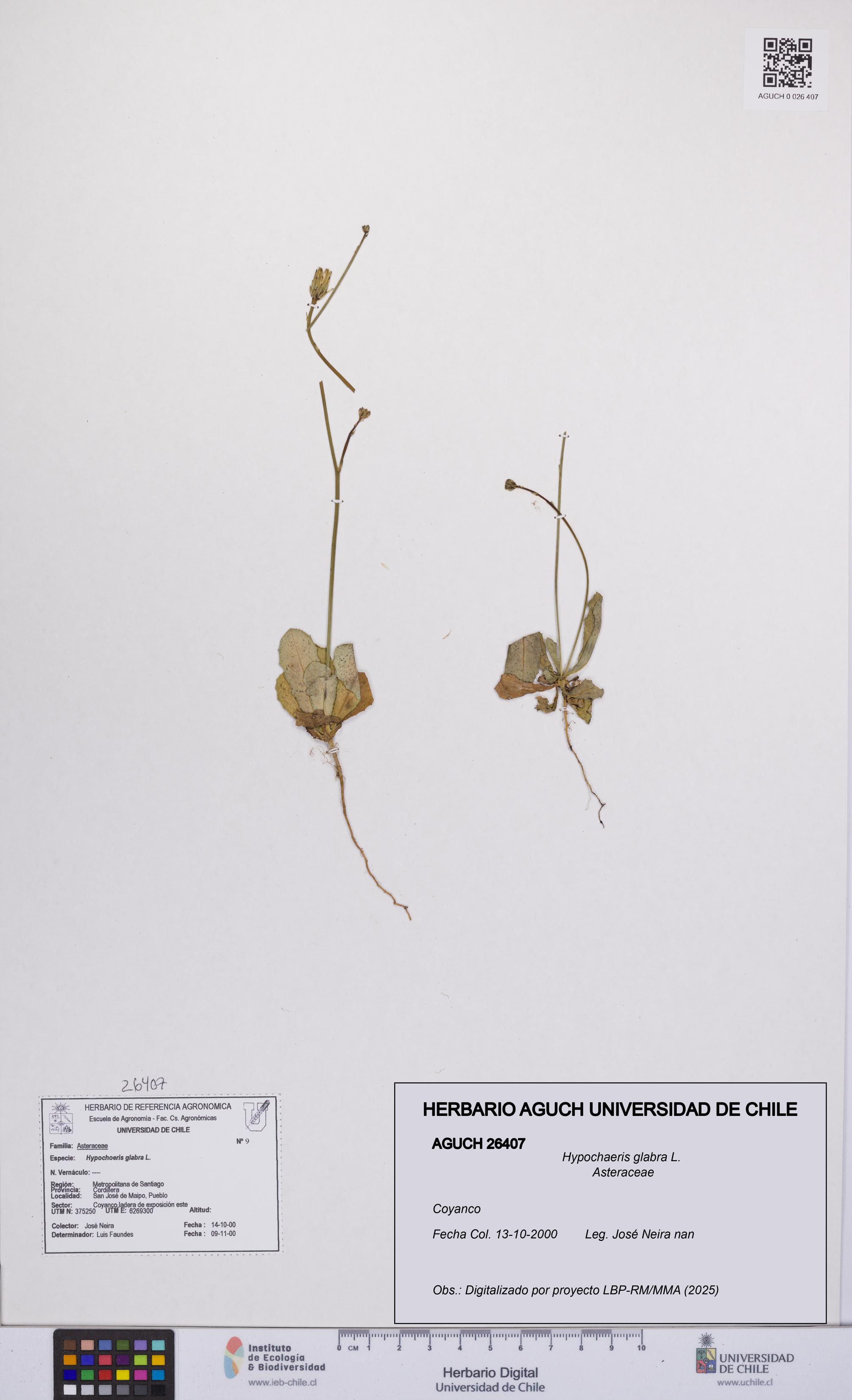 Hypochaeris glabra [Espécimen: UCH:AGUCH:0026407]