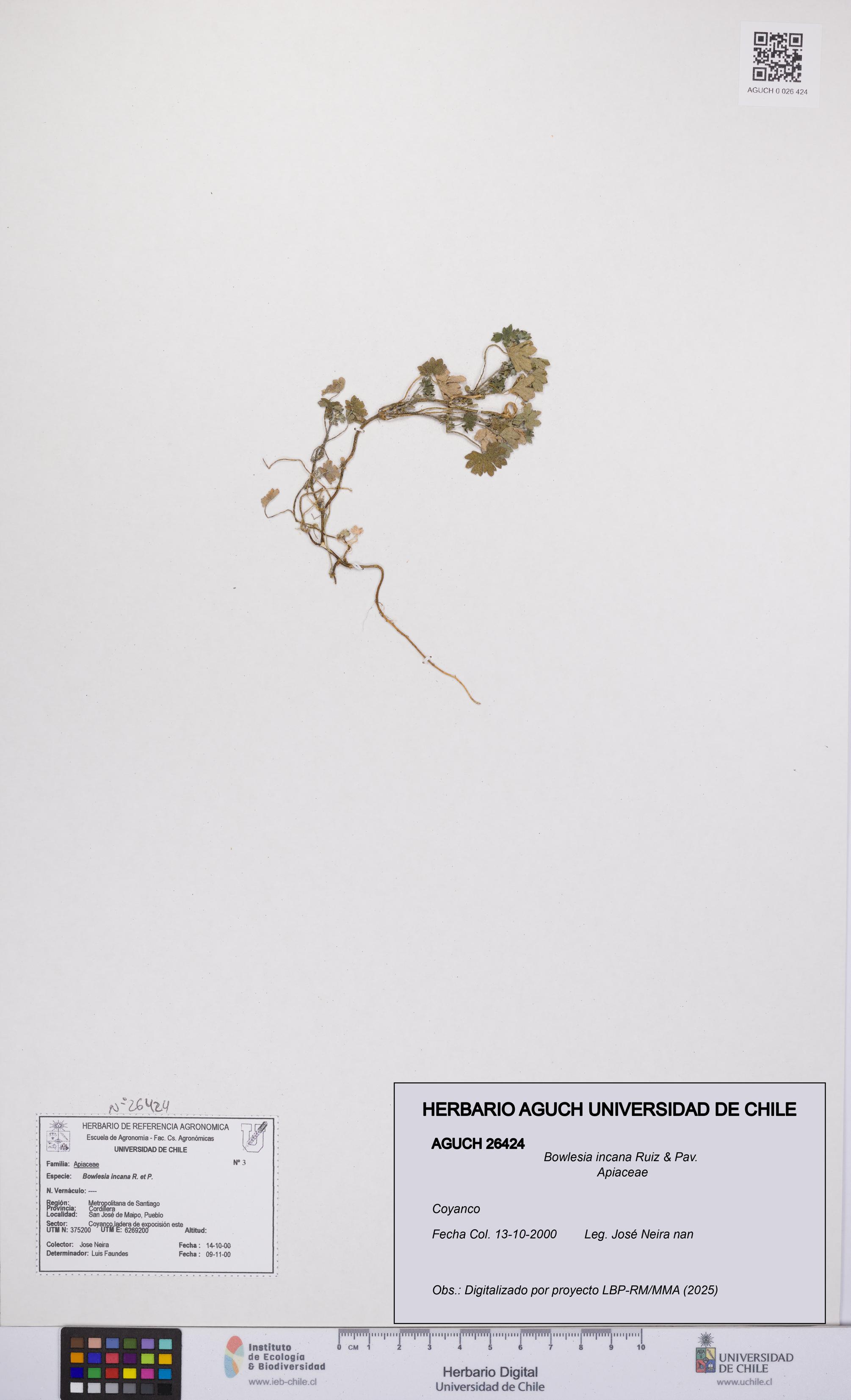 Bowlesia incana [Espécimen: UCH:AGUCH:0026424]