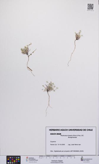 Pectocarya linearis [Espécimen: UCH:AGUCH:0026426]