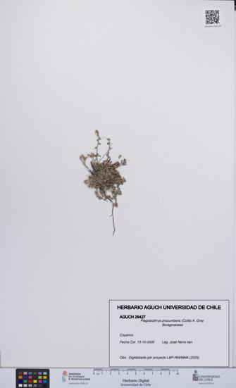 Plagiobothrys procumbens [Espécimen: UCH:AGUCH:0026427]