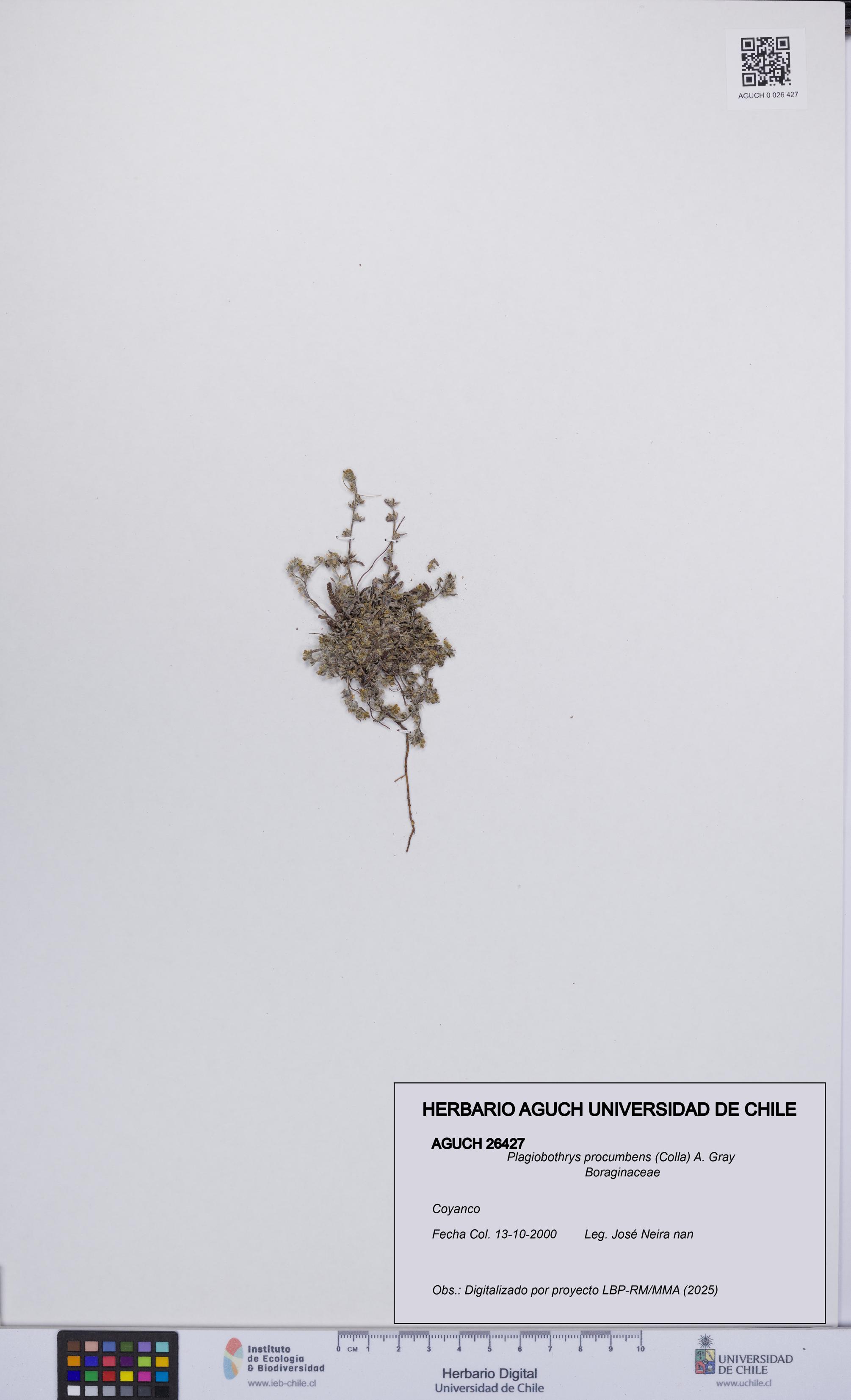 Plagiobothrys procumbens [Espécimen: UCH:AGUCH:0026427]