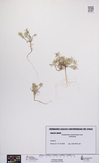 Chaetanthera moenchioides [Espécimen: UCH:AGUCH:0026433]