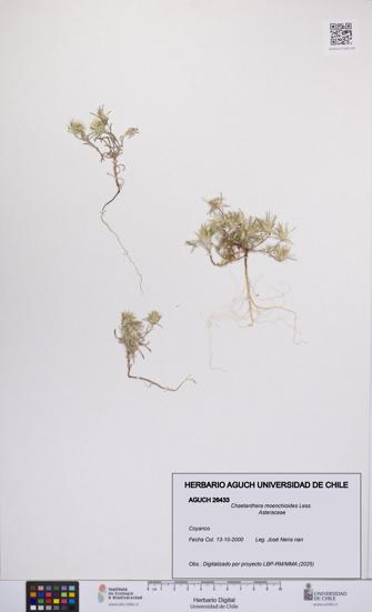 Chaetanthera moenchioides [Espécimen: UCH:AGUCH:0026433]