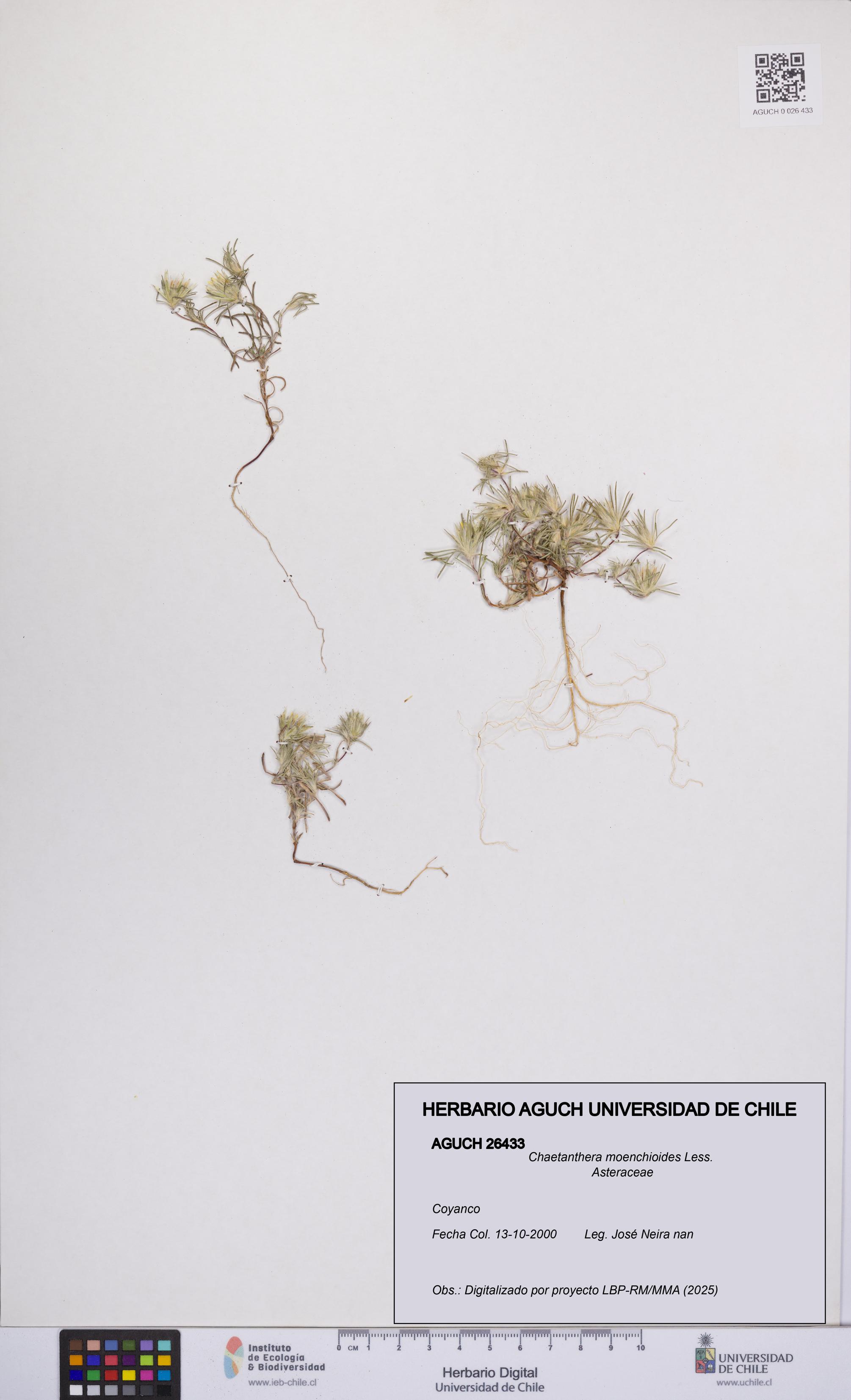 Chaetanthera moenchioides [Espécimen: UCH:AGUCH:0026433]