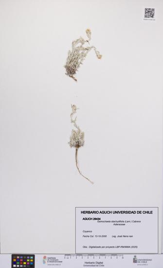 Gamochaeta stachydifolia [Espécimen: UCH:AGUCH:0026434]