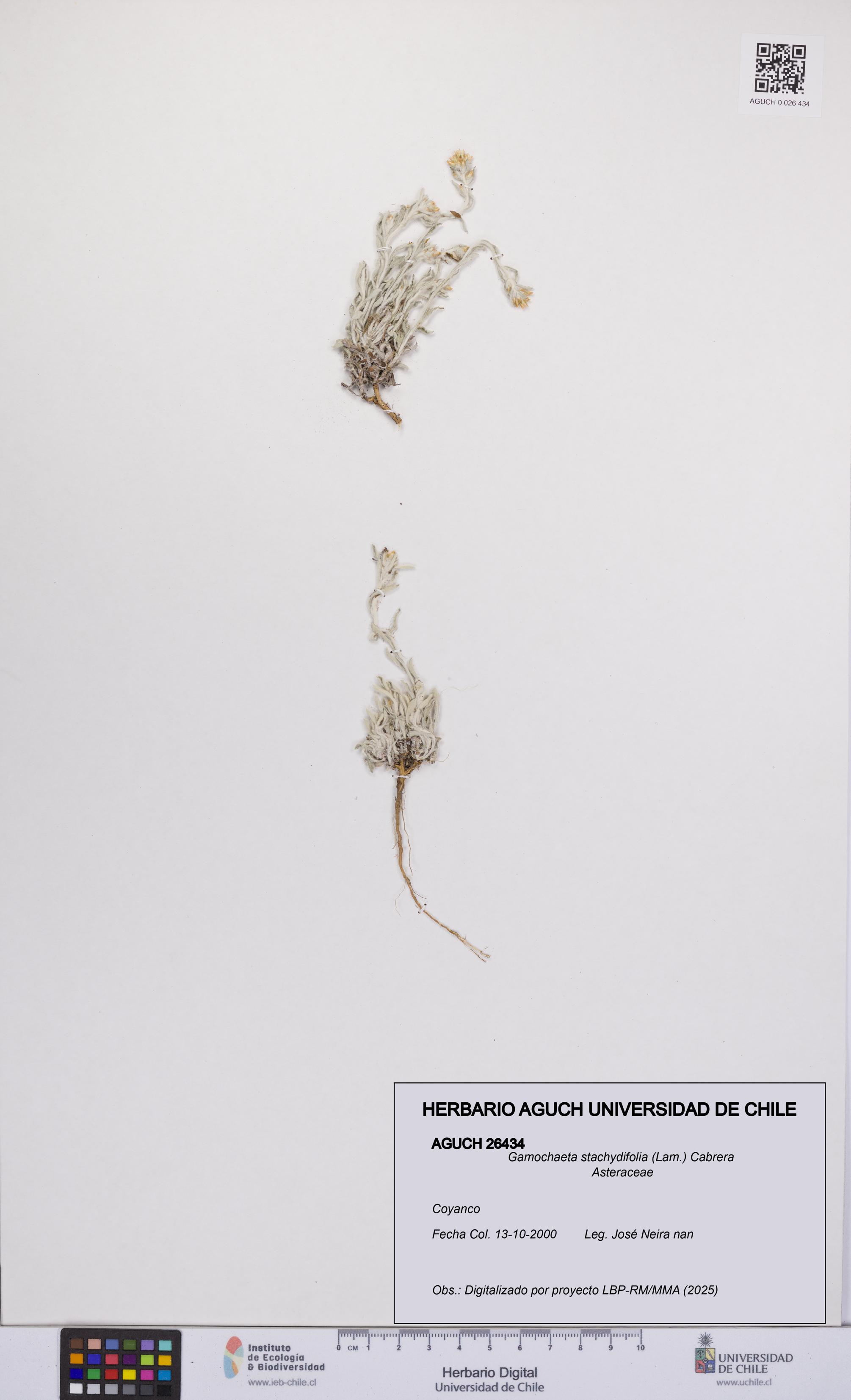 Gamochaeta stachydifolia [Espécimen: UCH:AGUCH:0026434]