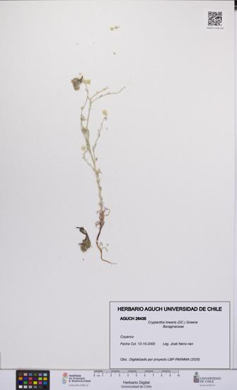 Cryptantha linearis [Espécimen: UCH:AGUCH:0026435]