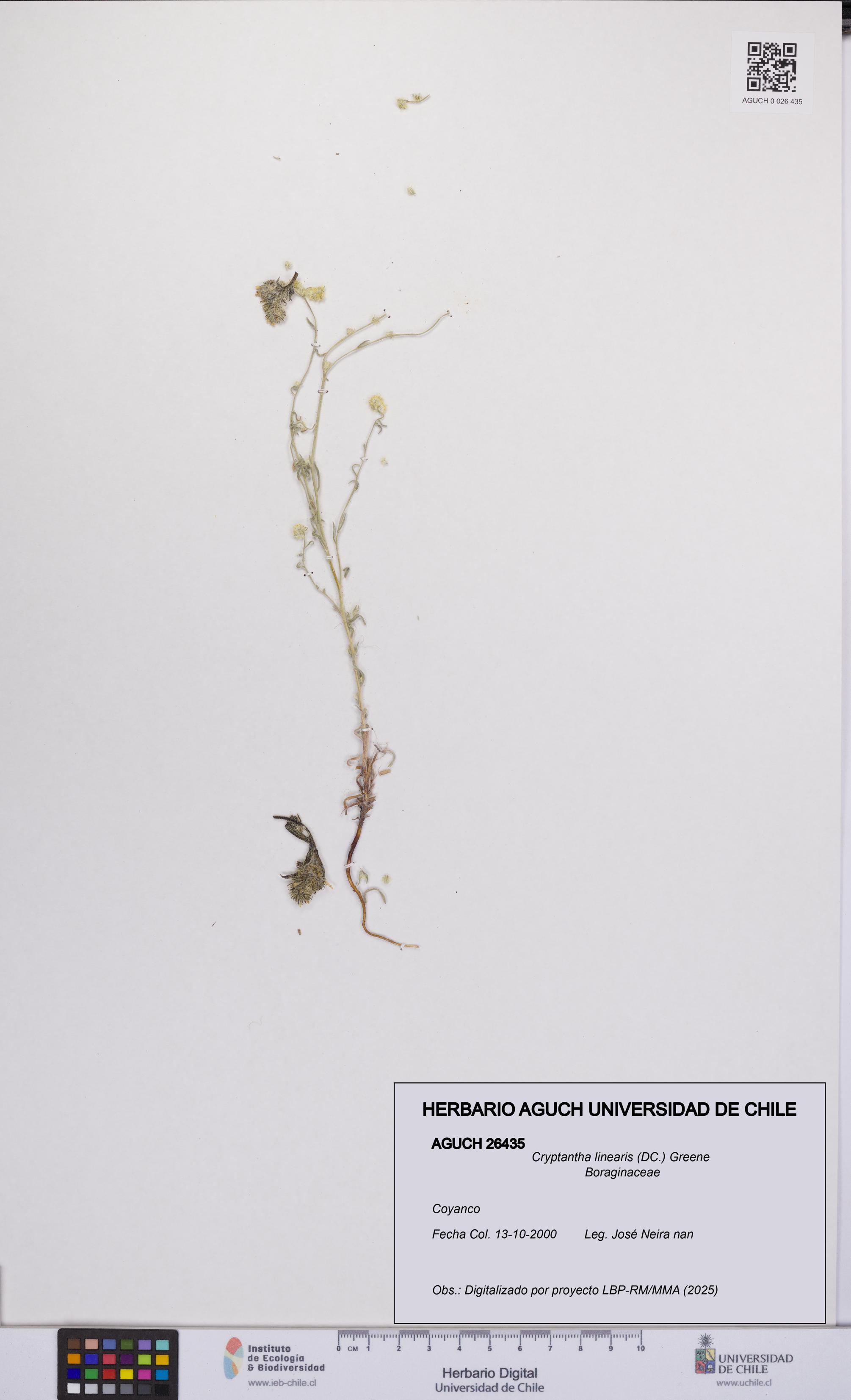 Cryptantha linearis [Espécimen: UCH:AGUCH:0026435]