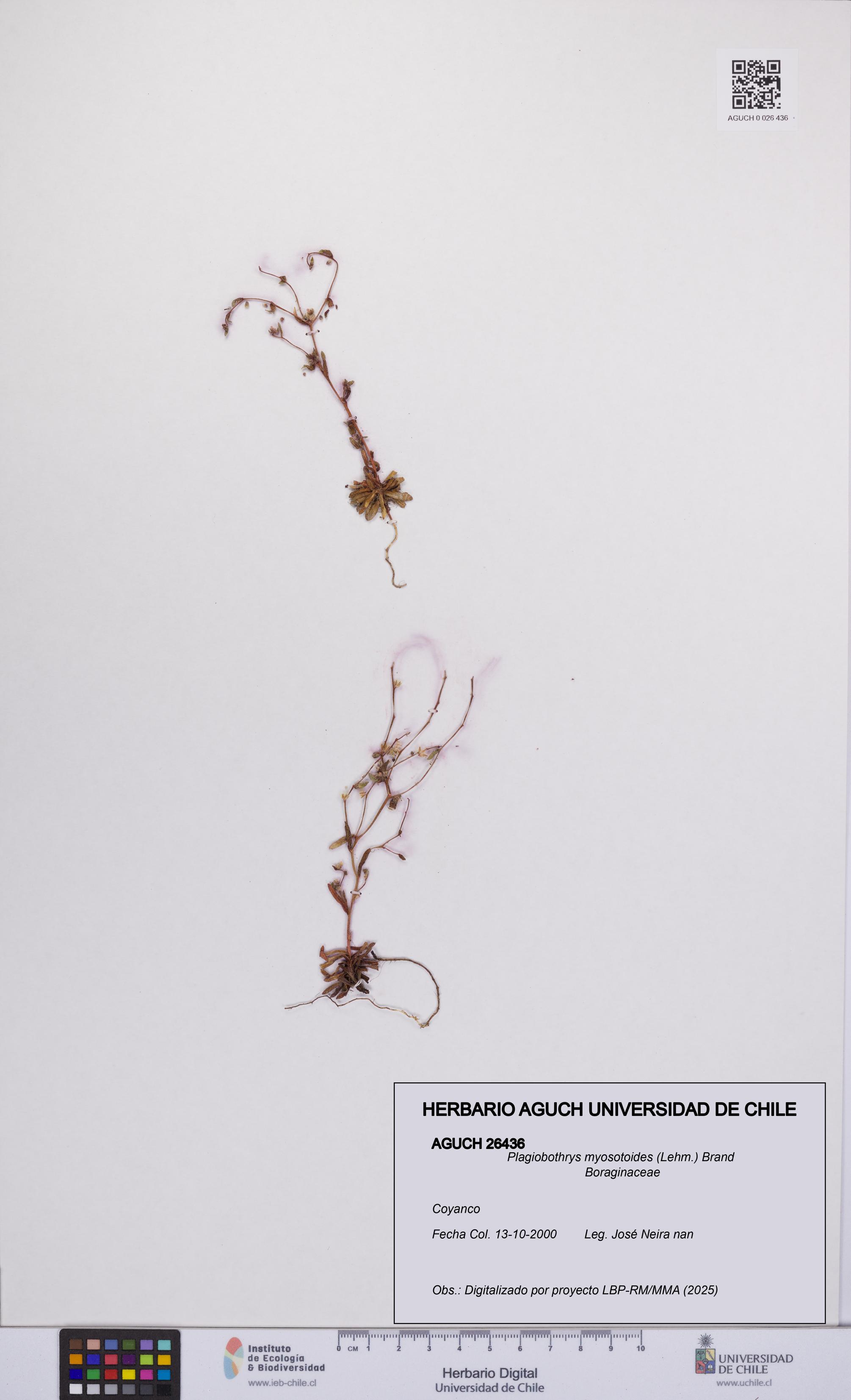 Plagiobothrys myosotoides [Espécimen: UCH:AGUCH:0026436]