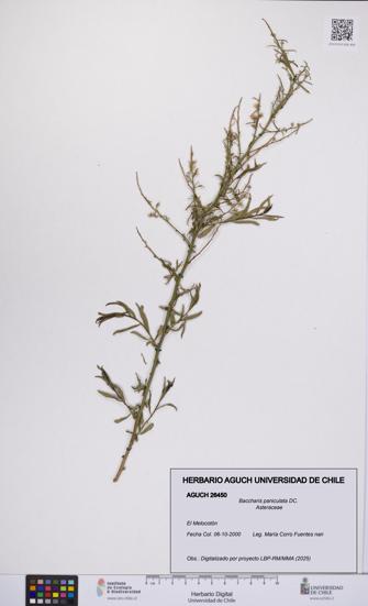 Baccharis paniculata [Espécimen: UCH:AGUCH:0026450]