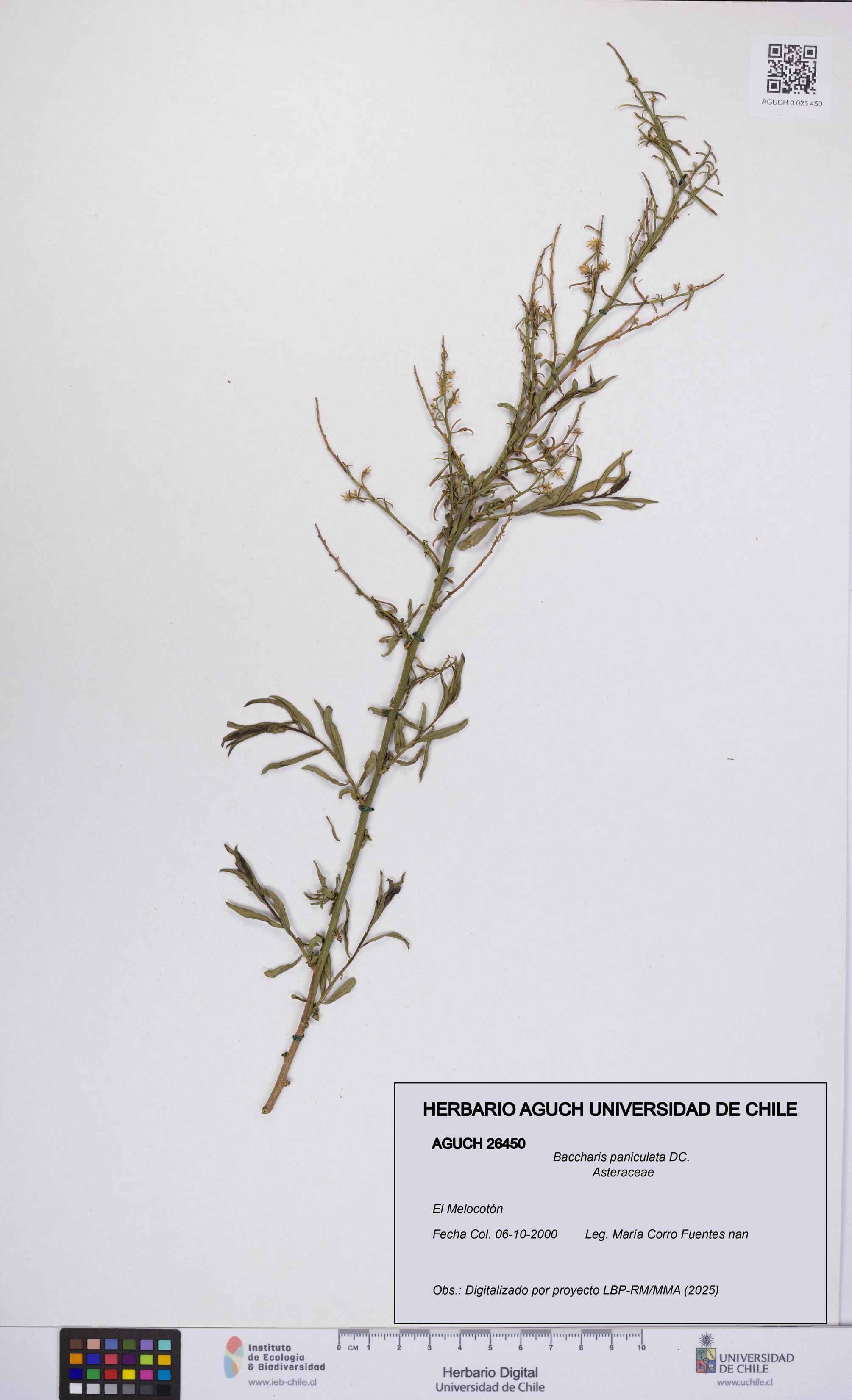 Baccharis paniculata [Espécimen: UCH:AGUCH:0026450]
