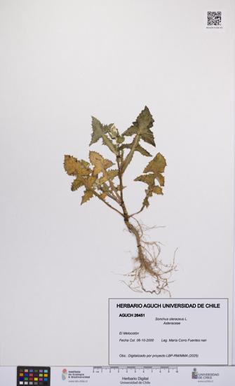 Sonchus oleraceus [Espécimen: UCH:AGUCH:0026451]
