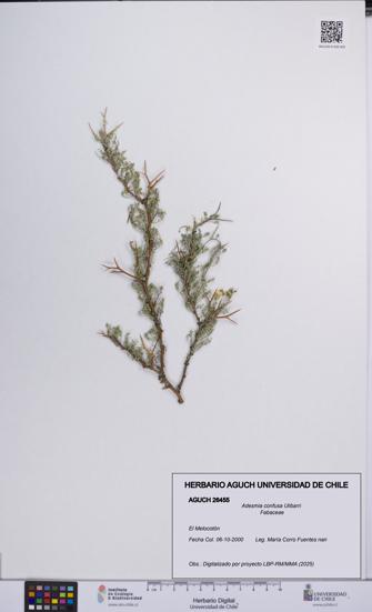 Adesmia confusa [Espécimen: UCH:AGUCH:0026455]