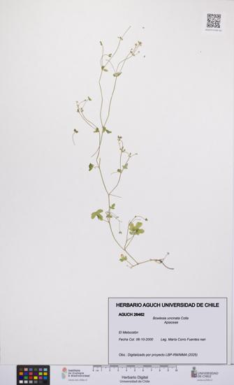 Bowlesia uncinata [Espécimen: UCH:AGUCH:0026462]