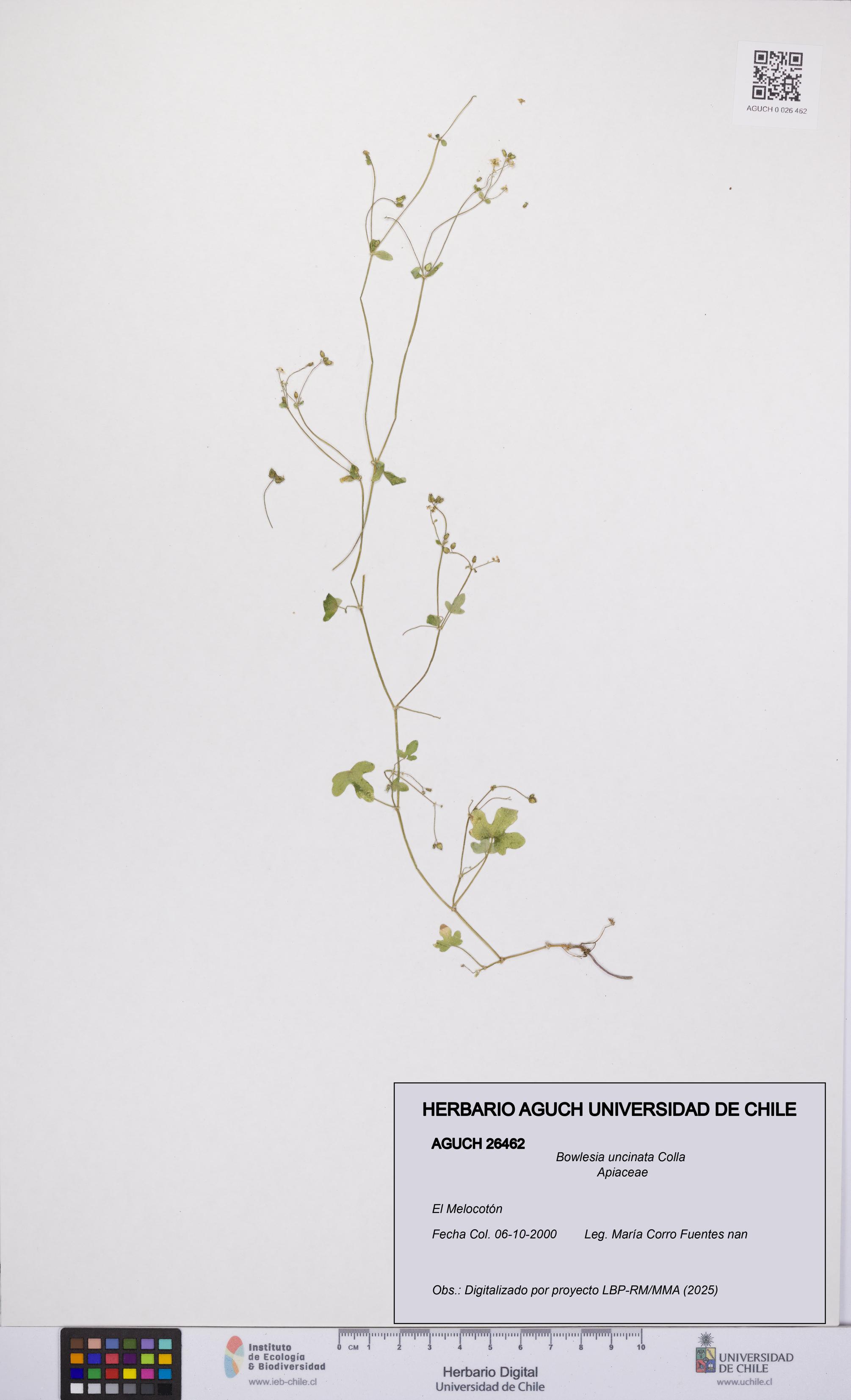 Bowlesia uncinata [Espécimen: UCH:AGUCH:0026462]