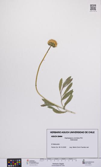 Haplopappus uncinatus [Espécimen: UCH:AGUCH:0026464]