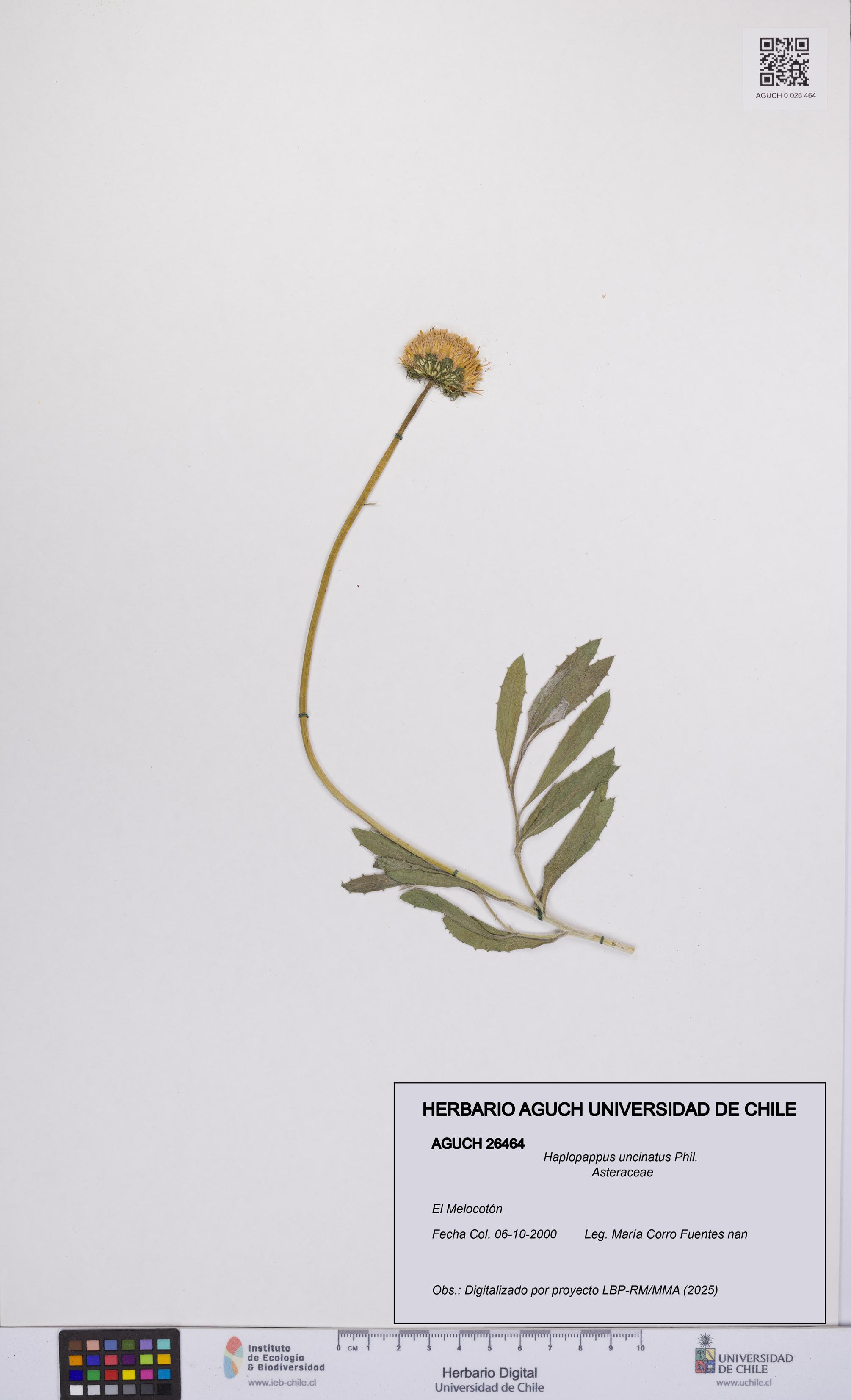 Haplopappus uncinatus [Espécimen: UCH:AGUCH:0026464]