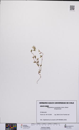 Plagiobothrys myosotoides [Espécimen: UCH:AGUCH:0026468]