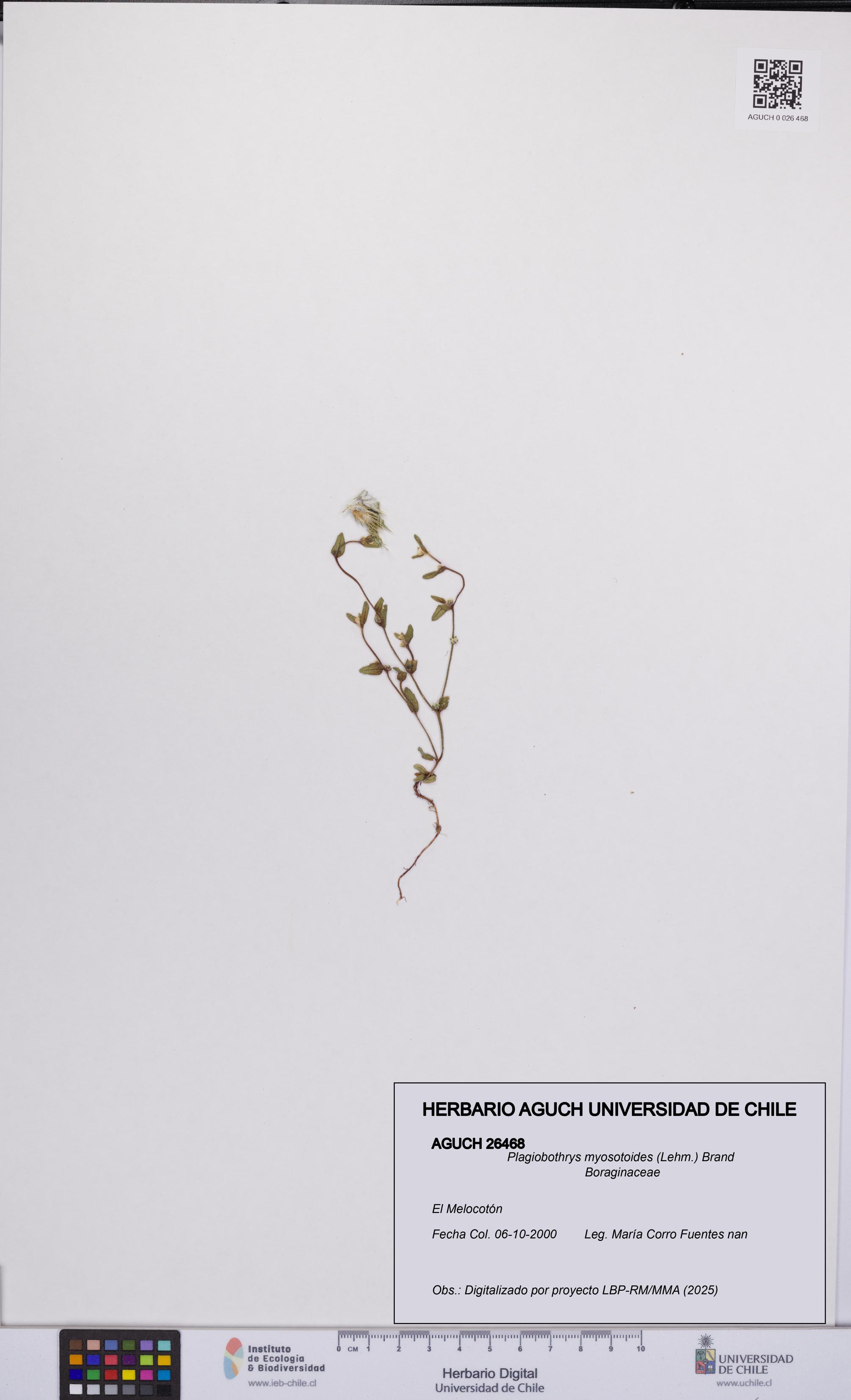 Plagiobothrys myosotoides [Espécimen: UCH:AGUCH:0026468]