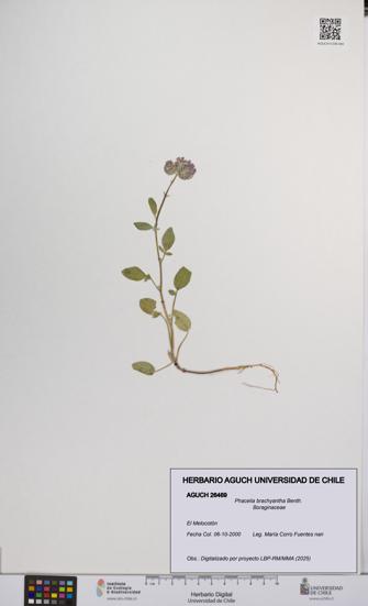 Phacelia brachyantha [Espécimen: UCH:AGUCH:0026469]