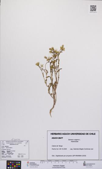 Senecio vulgaris [Espécimen: UCH:AGUCH:0026477]