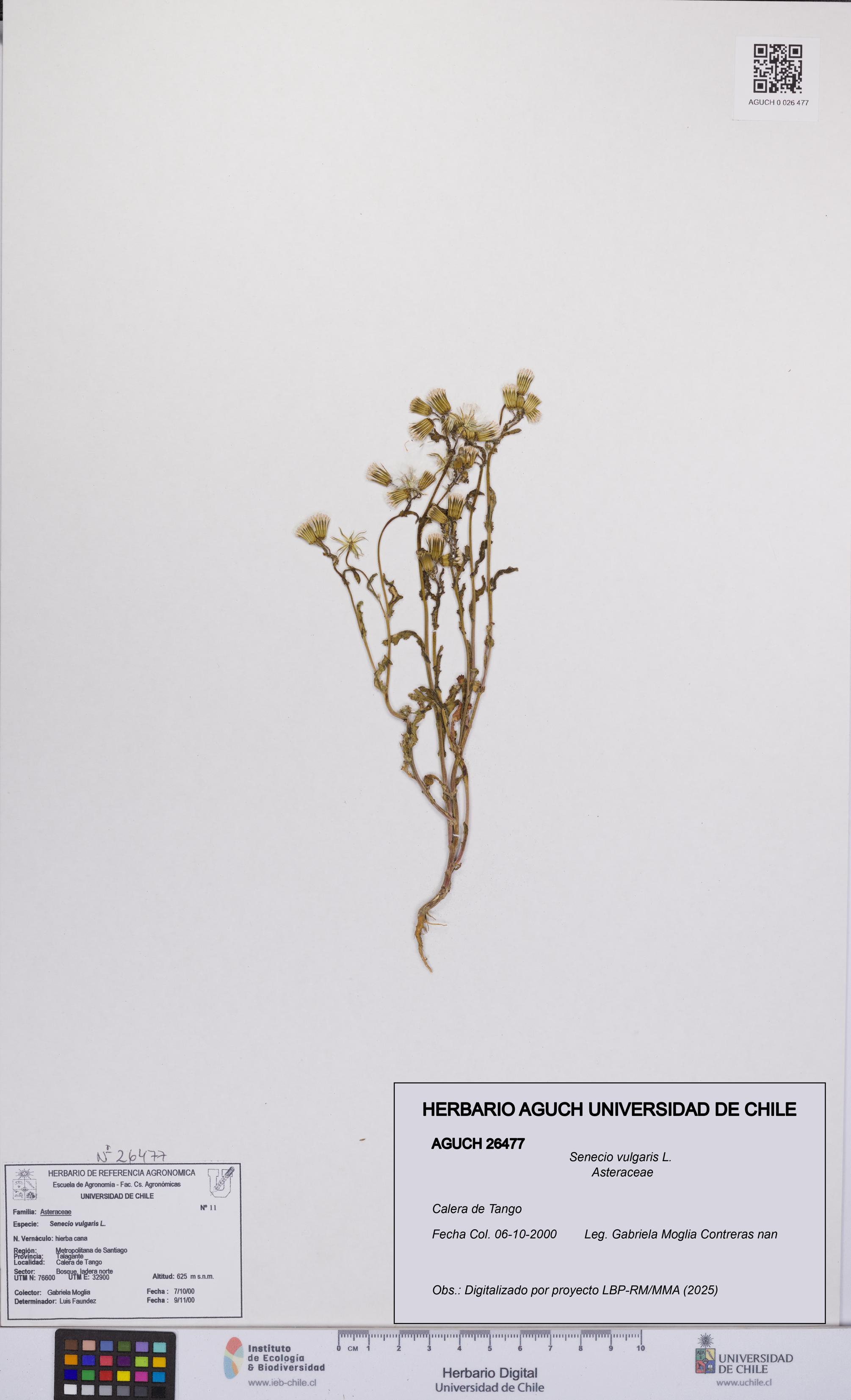Senecio vulgaris [Espécimen: UCH:AGUCH:0026477]
