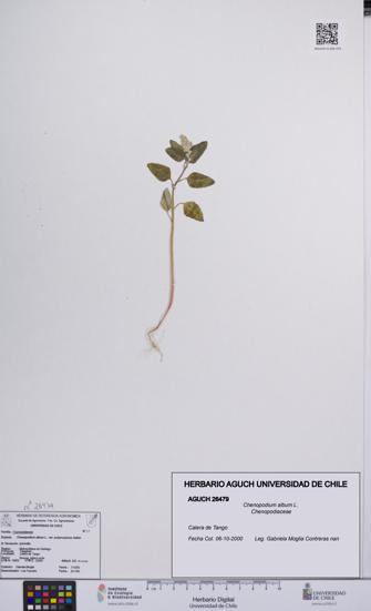Chenopodium album [Espécimen: UCH:AGUCH:0026479]