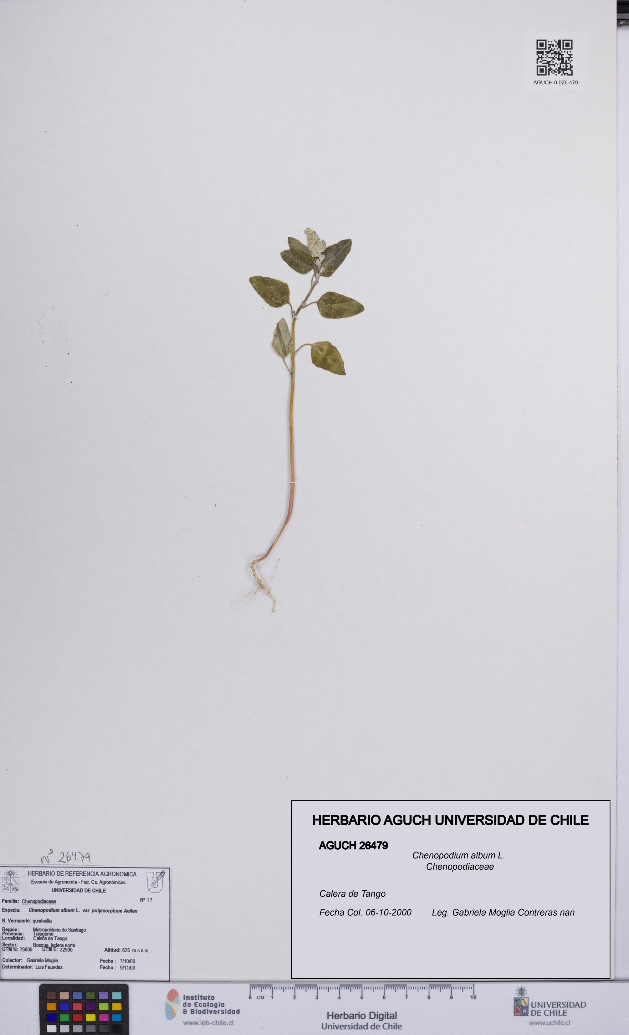 Chenopodium album [Espécimen: UCH:AGUCH:0026479]