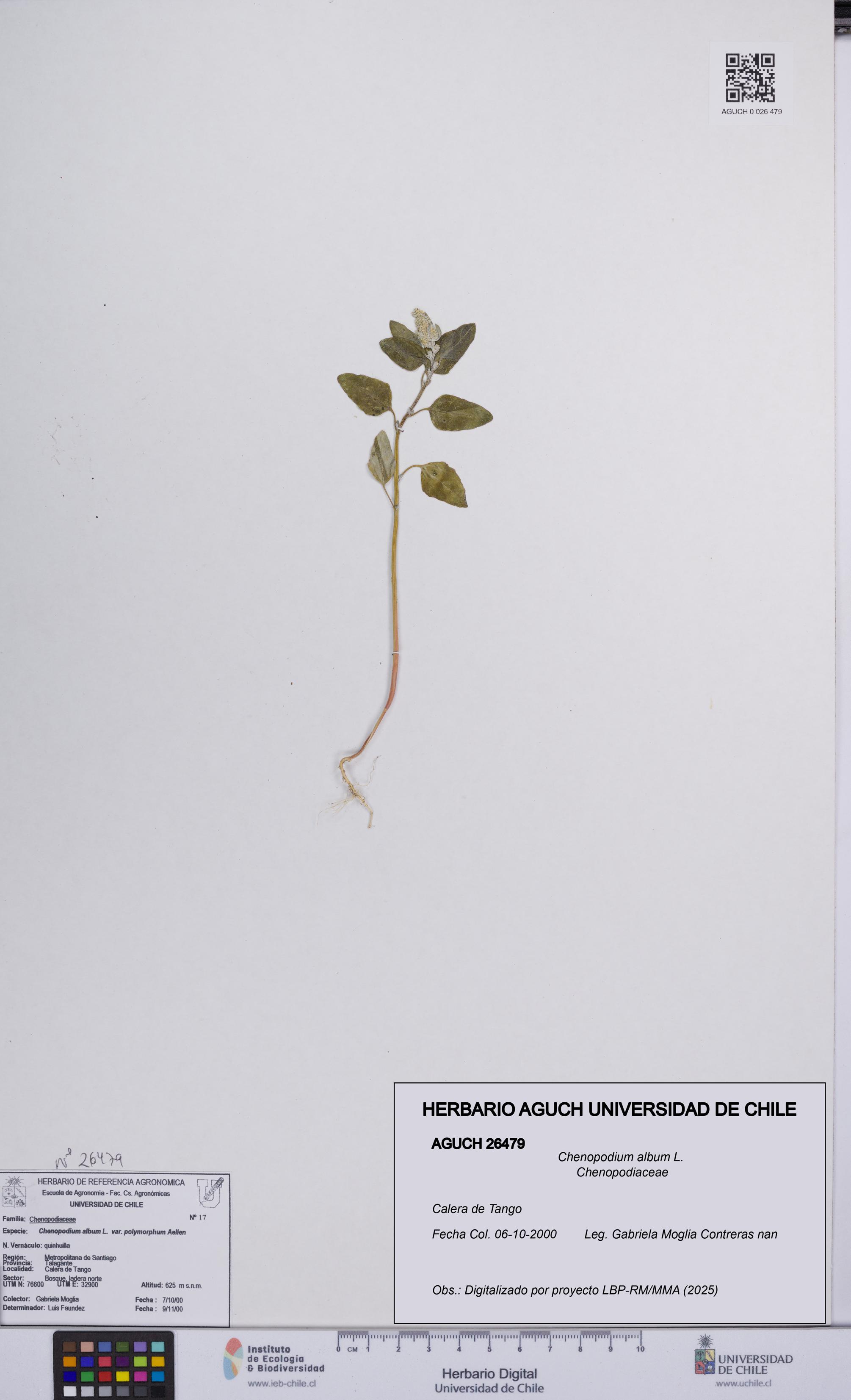 Chenopodium album [Espécimen: UCH:AGUCH:0026479]