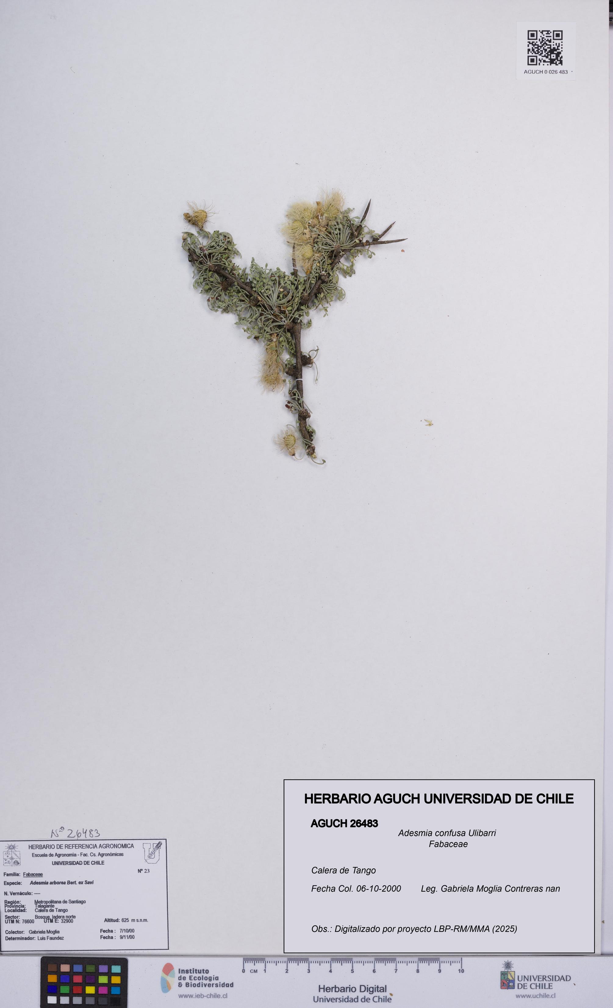 Adesmia confusa [Espécimen: UCH:AGUCH:0026483]