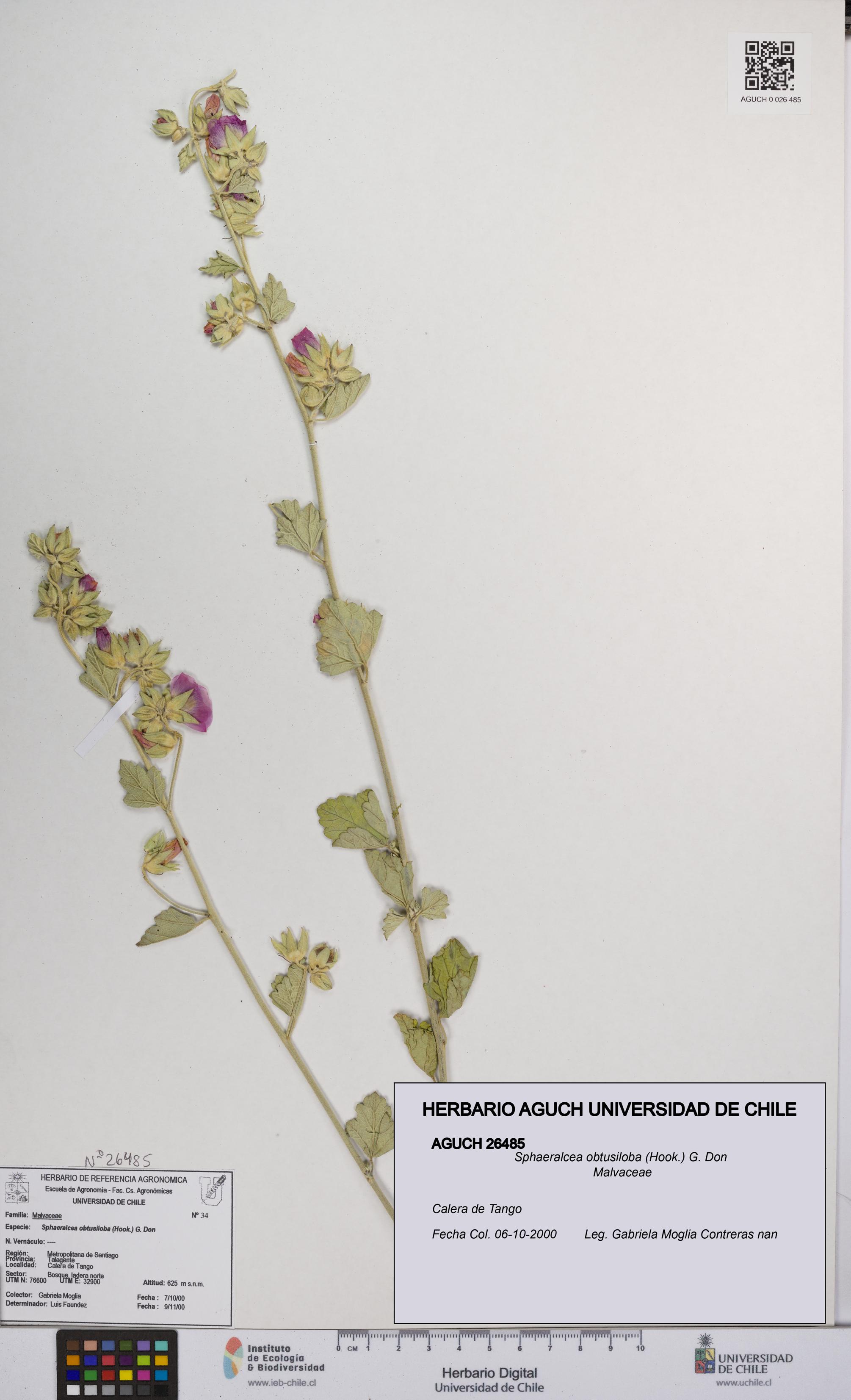 Sphaeralcea obtusiloba [Espécimen: UCH:AGUCH:0026485]