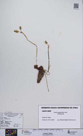 Oxalis megalorrhiza [Espécimen: UCH:AGUCH:0026487]