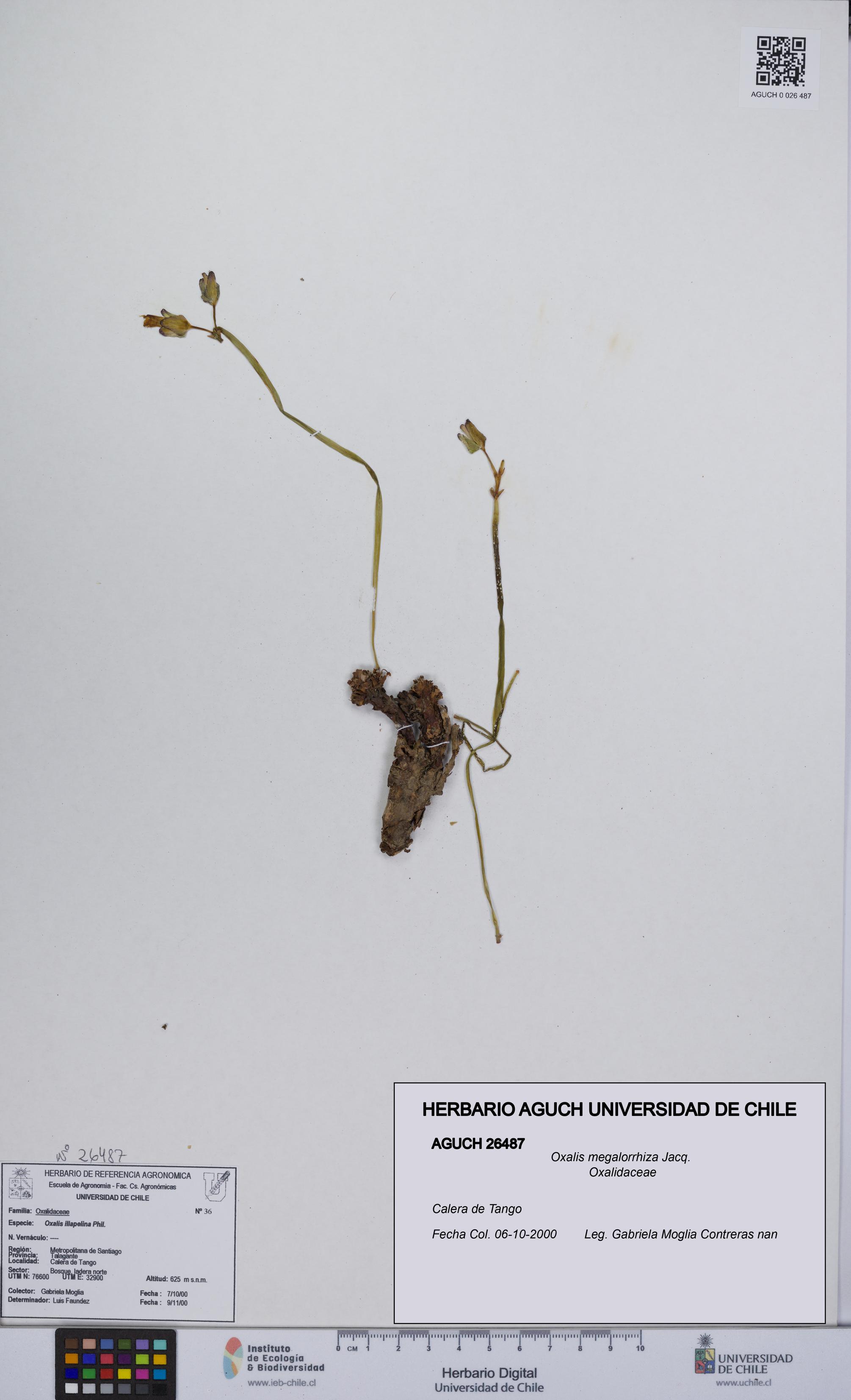 Oxalis megalorrhiza [Espécimen: UCH:AGUCH:0026487]