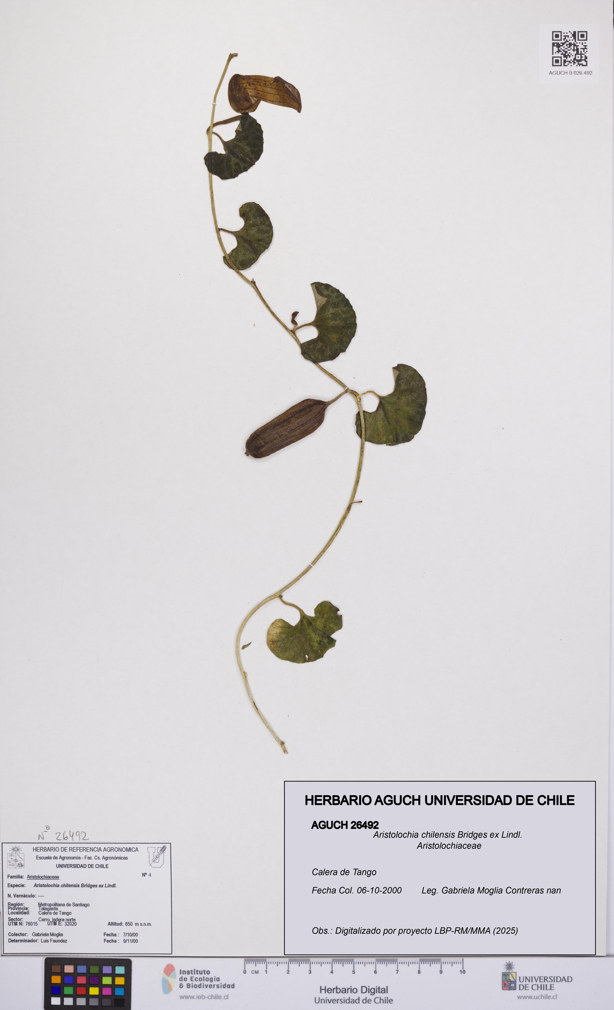 Aristolochia chilensis [Espécimen: UCH:AGUCH:0026492]