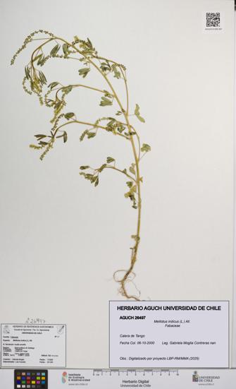 Melilotus indicus [Espécimen: UCH:AGUCH:0026497]