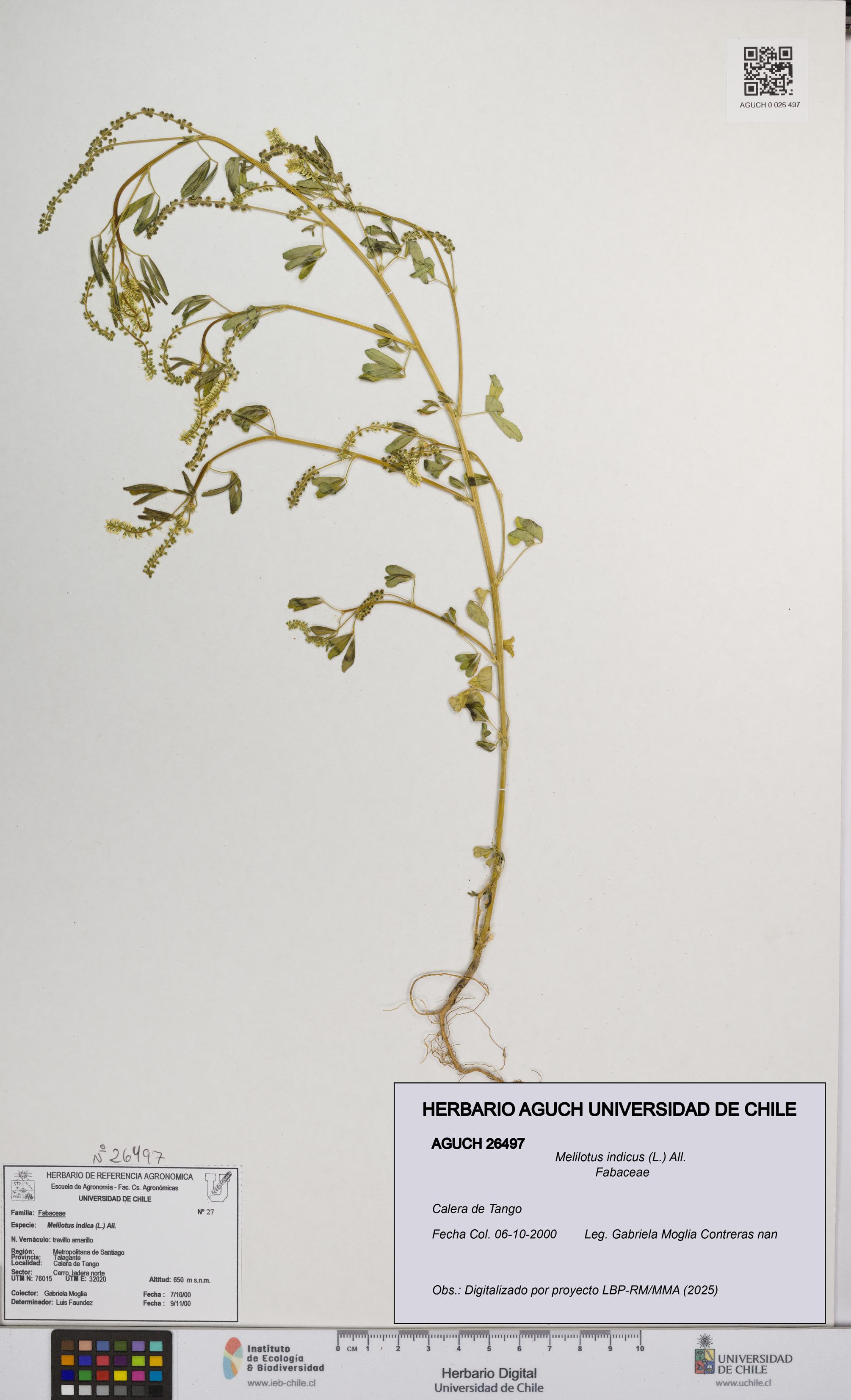 Melilotus indicus [Espécimen: UCH:AGUCH:0026497]