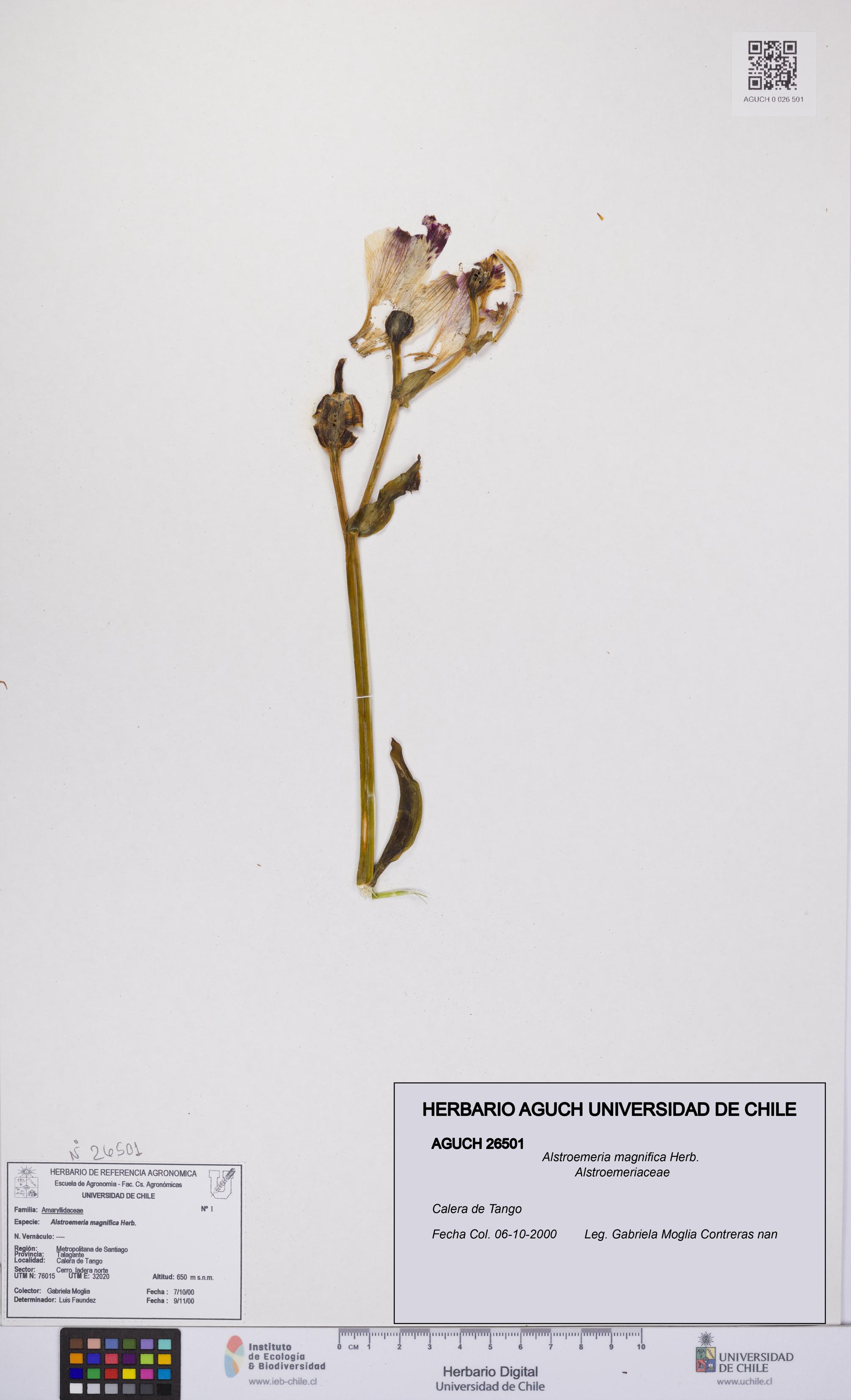 Alstroemeria magnifica [Espécimen: UCH:AGUCH:0026501]