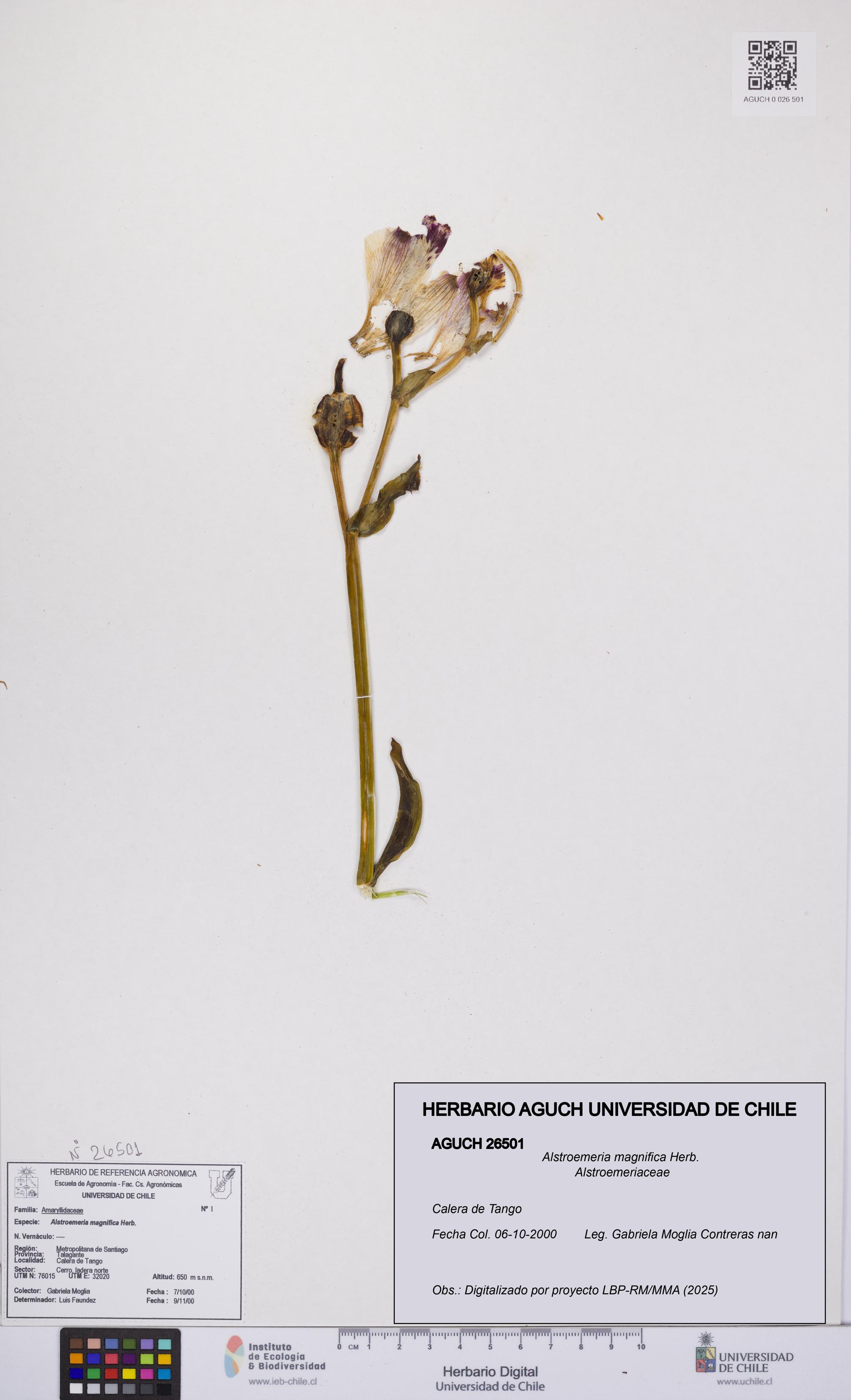 Alstroemeria magnifica [Espécimen: UCH:AGUCH:0026501]