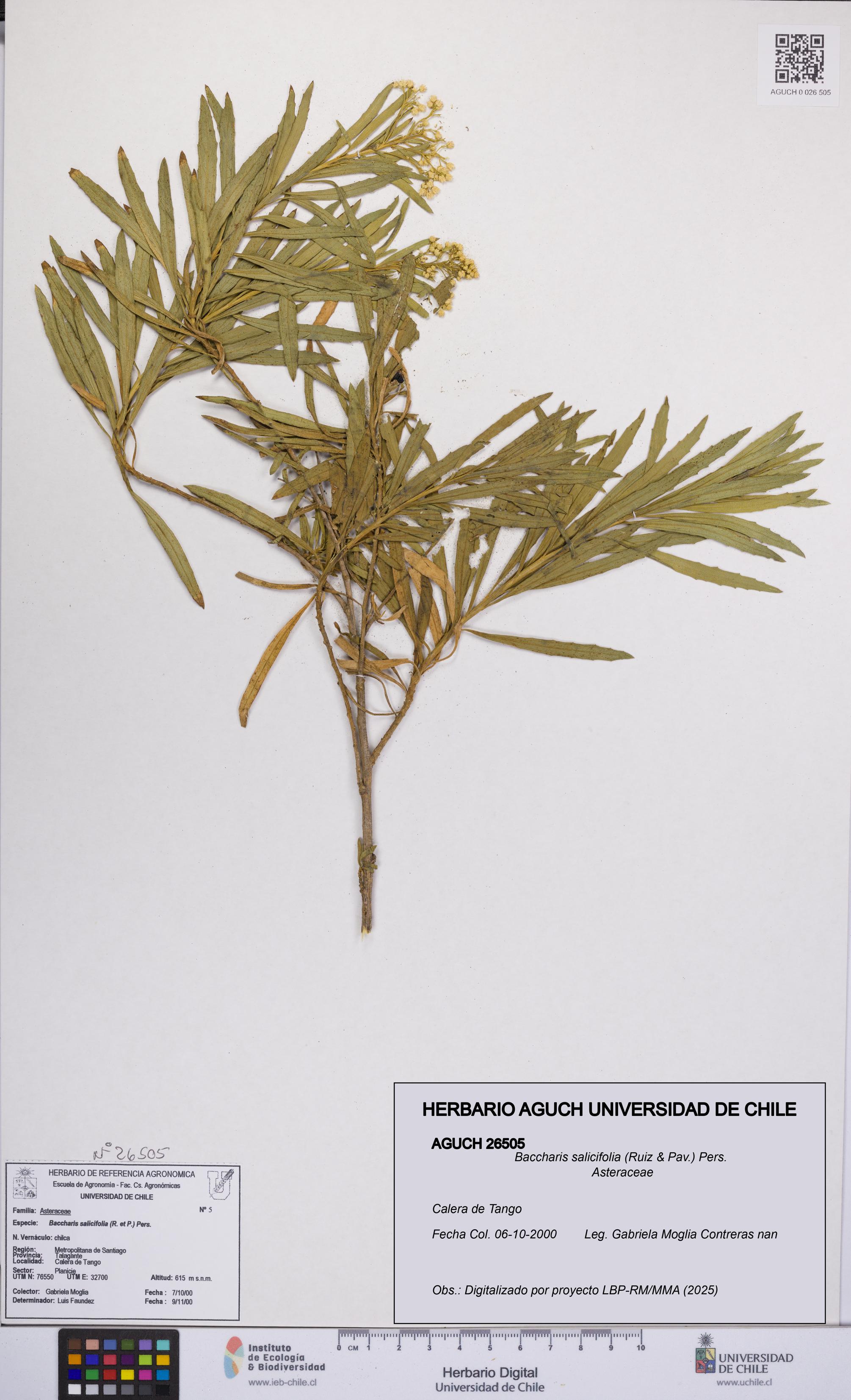 Baccharis salicifolia [Espécimen: UCH:AGUCH:0026505]