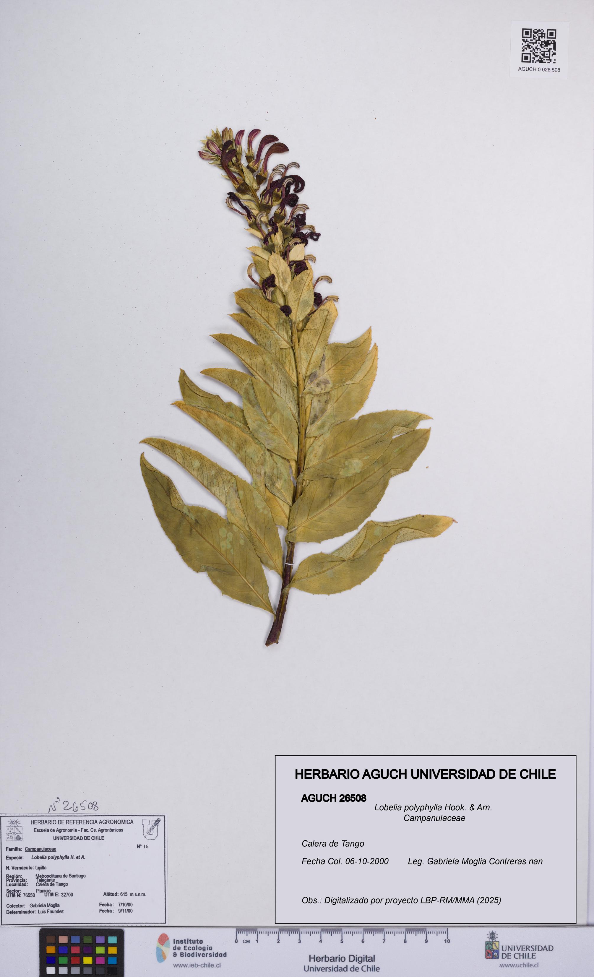 Lobelia polyphylla [Espécimen: UCH:AGUCH:0026508]