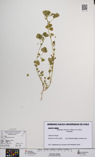 Medicago minima var. minima [Espécimen: ]