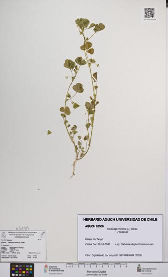 Medicago minima [Espécimen: UCH:AGUCH:0026509]