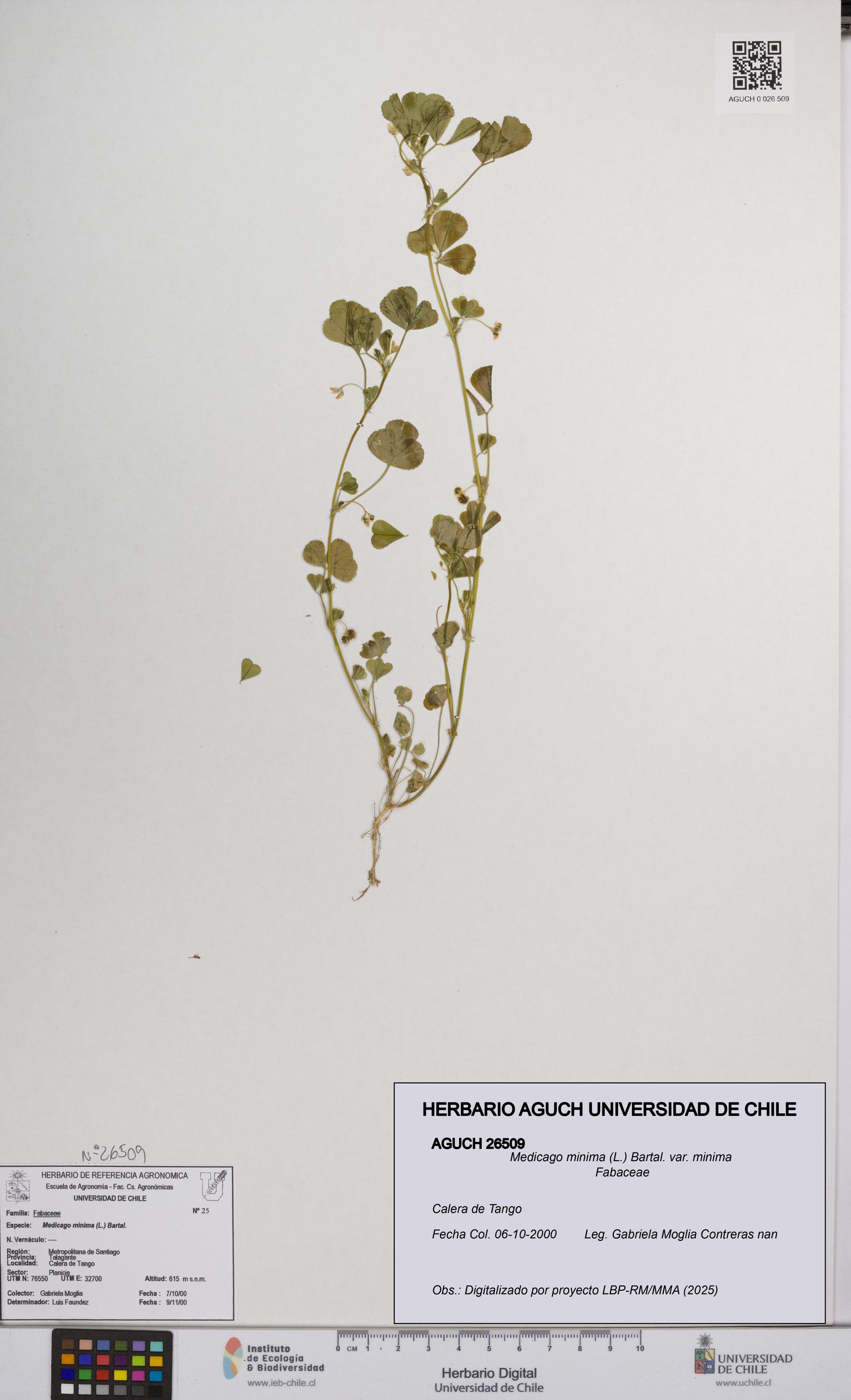 Medicago minima var. minima [Espécimen: ]