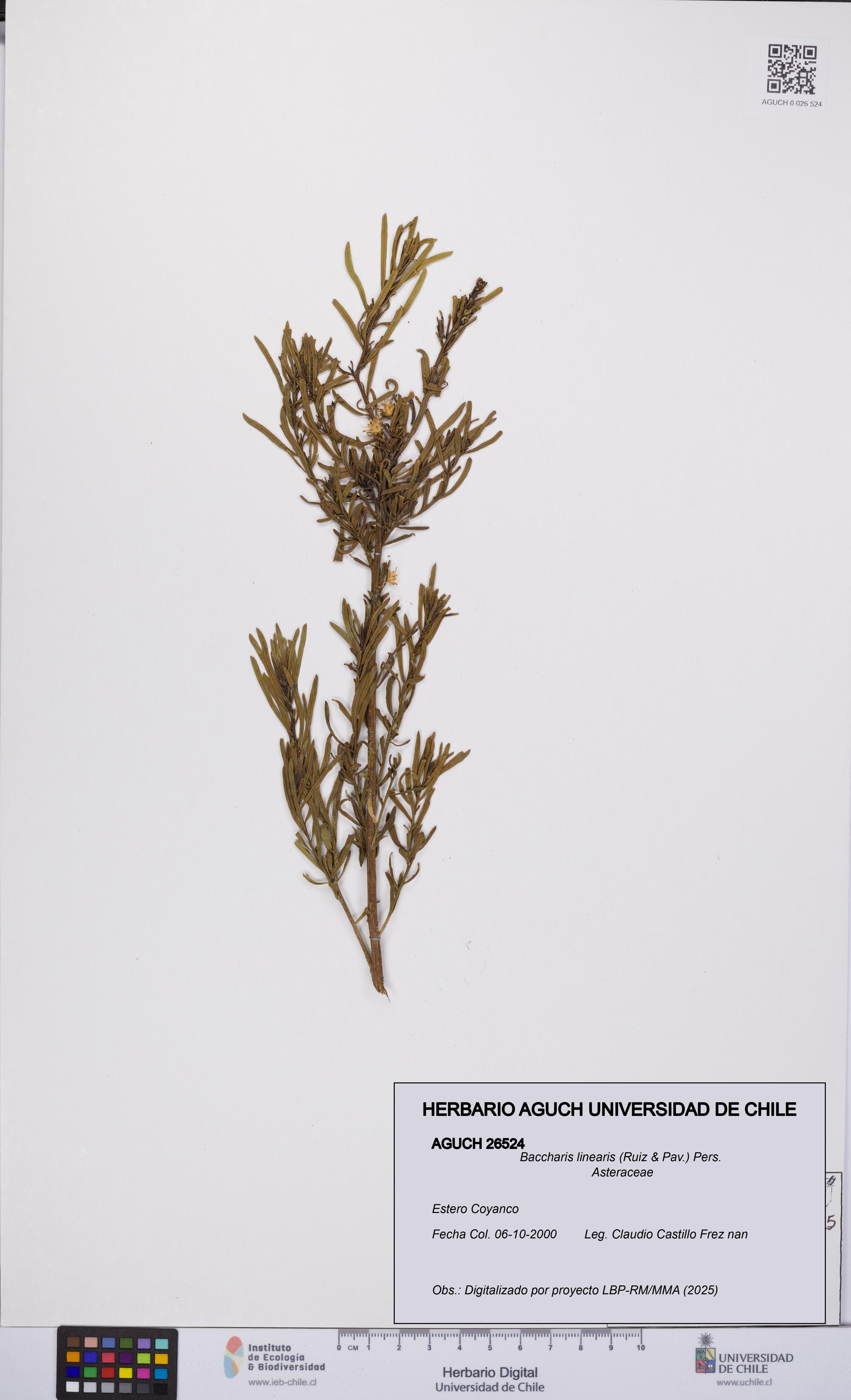 Baccharis linearis [Espécimen: UCH:AGUCH:0026524]