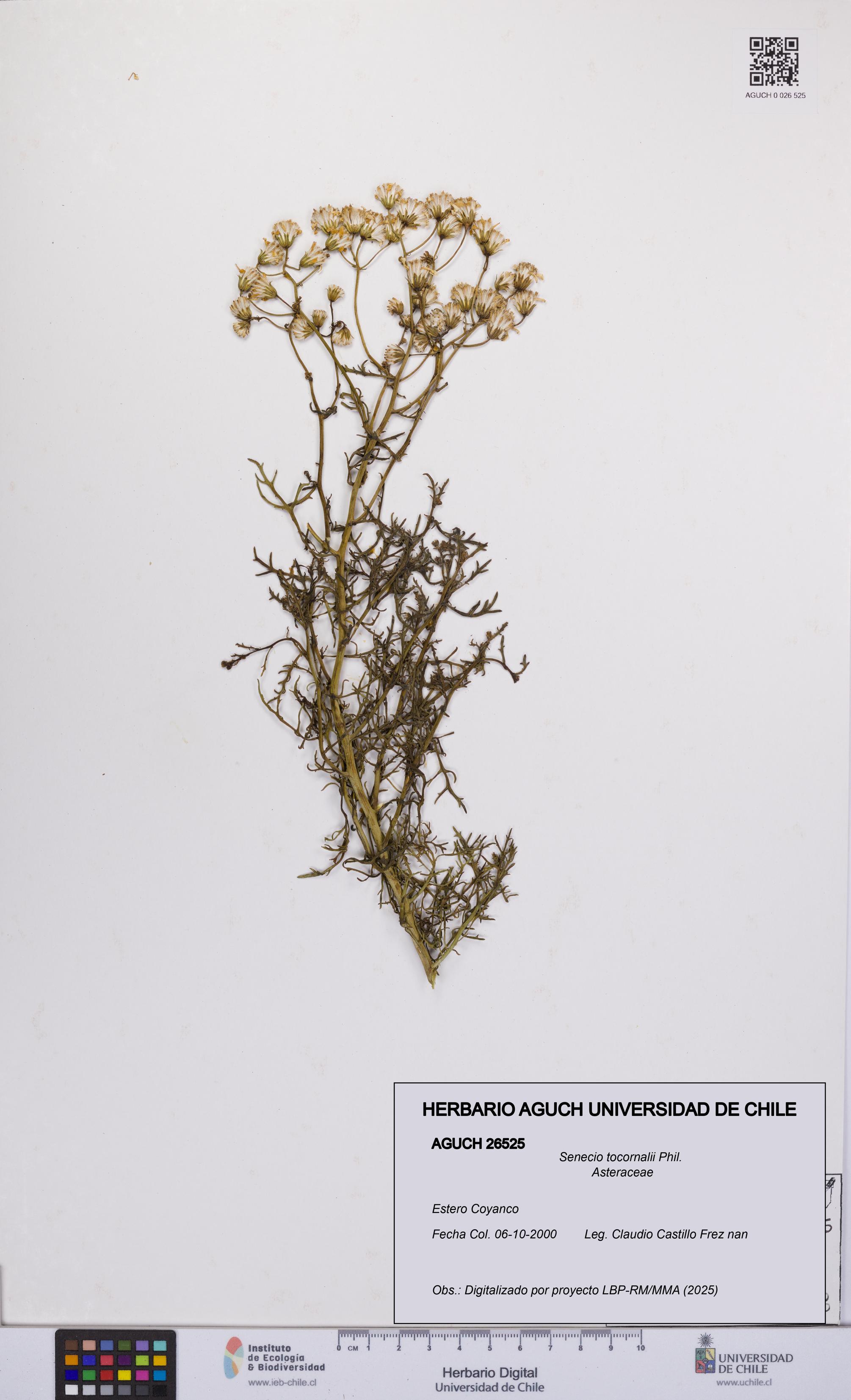 Senecio tocornalii [Espécimen: UCH:AGUCH:0026525]