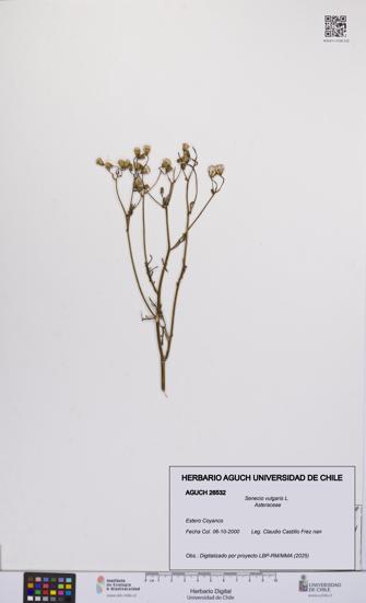 Senecio vulgaris [Espécimen: UCH:AGUCH:0026532]